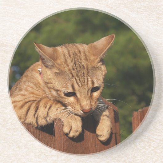 Cat Series - Serval Savannah Cat - Untersetzer (Vorne)