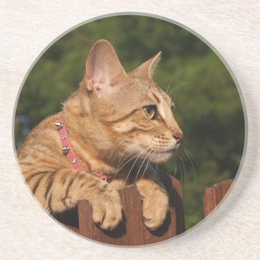 Cat Series - Serval Savannah Cat - Untersetzer (Vorne)