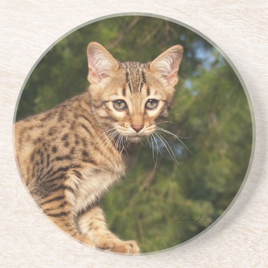 Cat Series - Serval Savannah Cat - Untersetzer (Vorne)