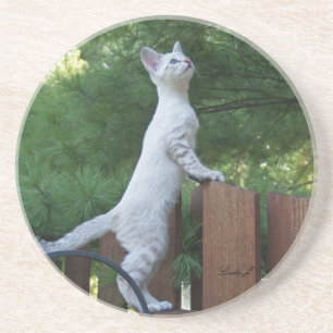 Cat Series - Serval Savannah Cat - Untersetzer