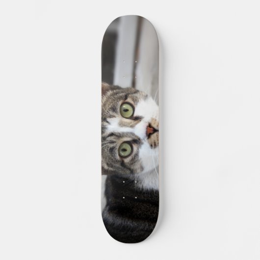 Cat Skateboard (Vorderseite)