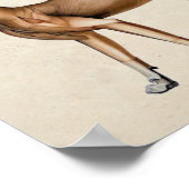 Cat Skeletal Muscular Anatomy Poster (Ecke)