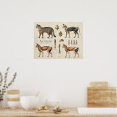 Cat Skeletal Muscular Anatomy Poster (Küche)