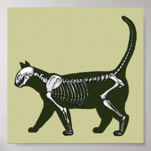 Cat Skeleton Poster