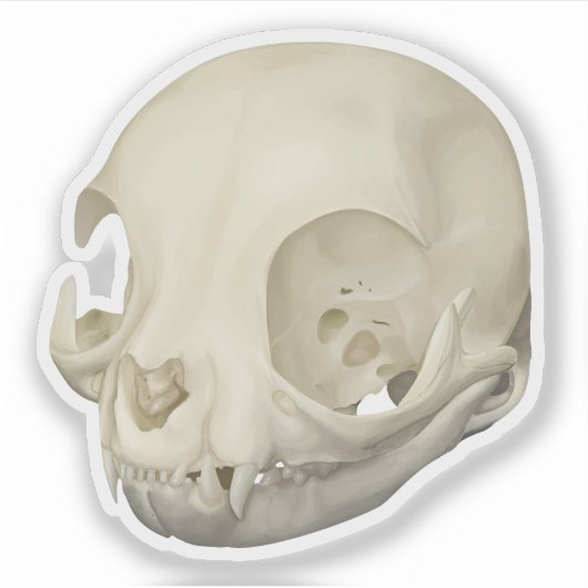 Cat Skull Aufkleber (Vorderseite)