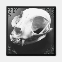 Cat Skull Taxidermy Gothic Magnet