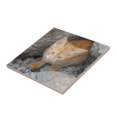 Cat Small (4,25" x 4,25") Keramik Foto Tile Fliese (Seite)