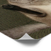 Cat "Stopp Reading This Poster & Füttre Me" Poster (Ecke)