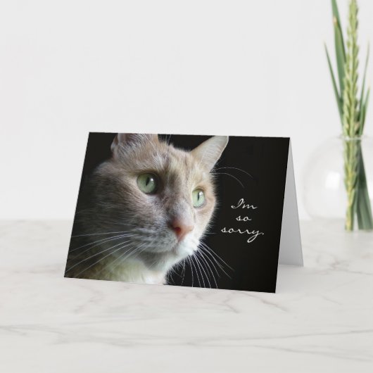 Cat Sympathy Card Karte (Vorderseite)