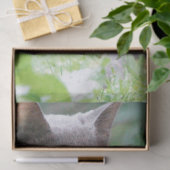 Cat Tissue Seidenpapier (Geschenk)