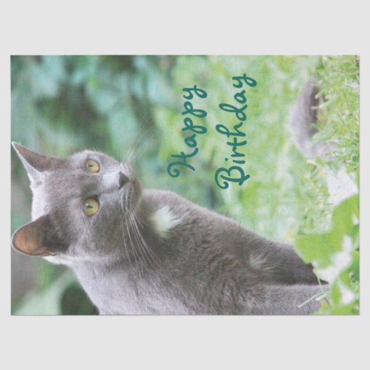 Cat Tissue Seidenpapier (Vorderseite)