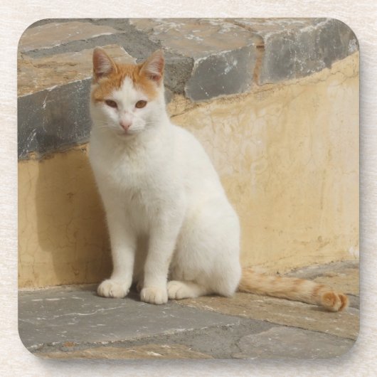 Cat-Untersetzer Getränkeuntersetzer (Vorderseite)