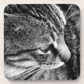 Cat-Untersetzer Getränkeuntersetzer (Vorderseite)