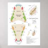Cat Veterinary Dental Chart Poster (Vorne)