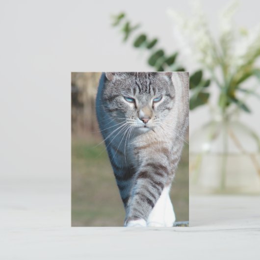 Cat Walk Postkarte (Stehend Vorderseite)