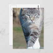 Cat Walk Postkarte (Vorne/Hinten)