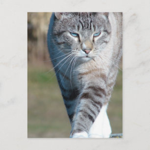 Cat Walk Postkarte
