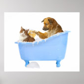 Cat- Wash Poster (Vorne)