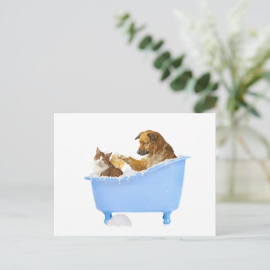 Cat Wash Postkarte (Stehend Vorderseite)