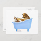 Cat Wash Postkarte (Vorne/Hinten)