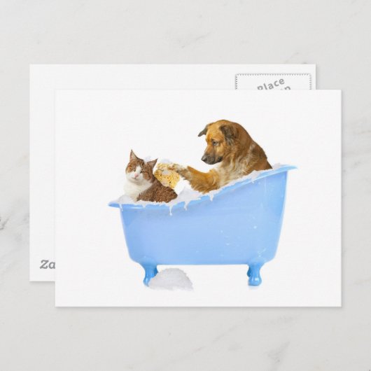 Cat Wash Postkarte (Vorne/Hinten)