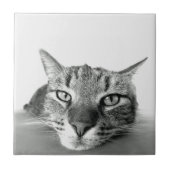 Cat Watching Tile Fliese (Vorderseite)