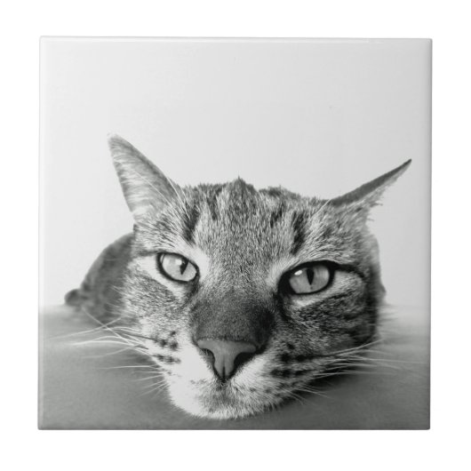 Cat Watching Tile Fliese (Vorderseite)