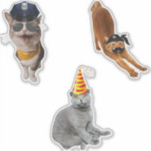Cat Wearing-Sonnenbrille Aufkleber (Vorderseite)