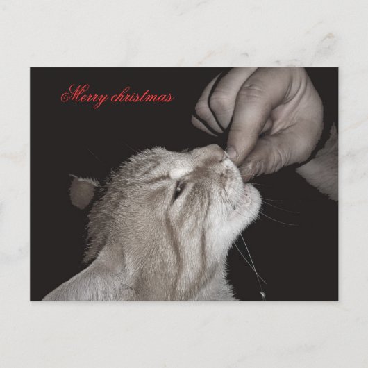 Cat Weihnachten (Vorderseite)