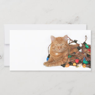 Cat Weihnachtslicht Feiertagskarte