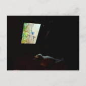 Cat Who Loves His Screentime Postcard Postkarte (Vorderseite)