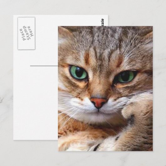 CAT WITH POSTKARTE (Vorne/Hinten)