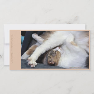 Cat Yoga/Sweet Face Dankeskarte
