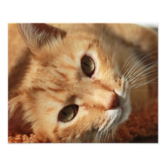 Cat-Zitat Fotodruck (Vorne)