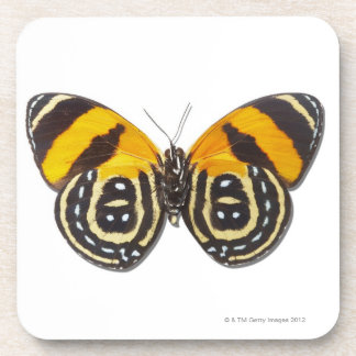 Catagramma cynosura untersetzer