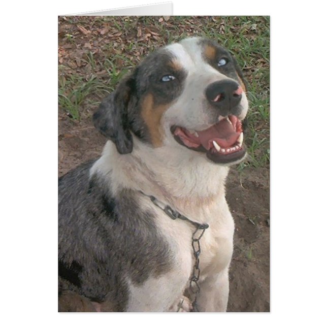 Catahoula Leopard Dog (Vorne)