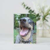Catahoula Leopard Dog Face Postkarte (Stehend Vorderseite)