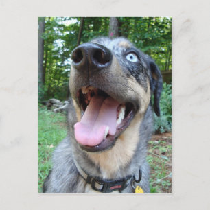 Catahoula Leopard Dog Face Postkarte
