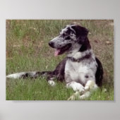 Catahoula Leopard Dog Poster (Vorne)