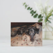 Catahoula Leopard Dog Snoozing Postkarte (Stehend Vorderseite)