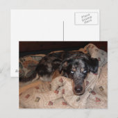 Catahoula Leopard Dog Snoozing Postkarte (Vorne/Hinten)