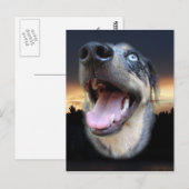 Catahoula Leopard Dog Sunset Postkarte (Vorne/Hinten)