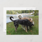Catahoula Leopard Dog und Ausky Dog Sniffing Postkarte (Vorne/Hinten)