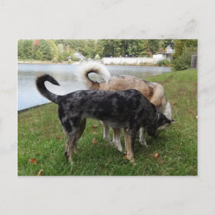 Catahoula Leopard Dog und Ausky Dog Sniffing Postkarte