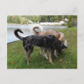 Catahoula Leopard Dog und Ausky Dog Sniffing Postkarte (Vorderseite)