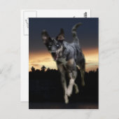 Catahoula Leopard Hund läuft auf Sonnenuntergang Postkarte (Vorne/Hinten)