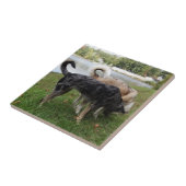 Catahoula Leopard-Hunde-und Ausky Hundeschnüffeln Fliese (Seite)