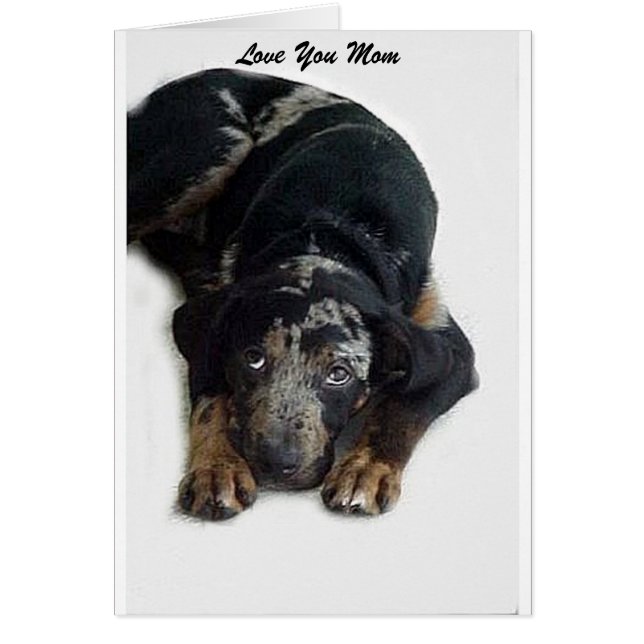 Catahoula Rescue (Vorne)