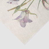 Catalina Mariposa von Mary Vaux Walcott Seidenpapier (Ausschnitt)
