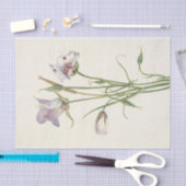 Catalina Mariposa von Mary Vaux Walcott Seidenpapier (Handwerk)